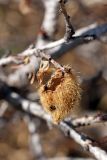 Amygdalus petunnikowii. Повреждённый (выеденный) плод. Южный Казахстан, горы Алатау (Даубаба), сев.-вост. склон вершины 1734, ~1550 м н.у.м. 15.08.2014.