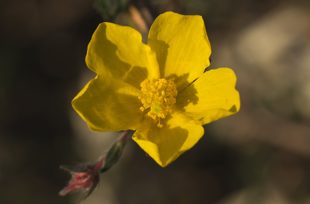 Image of Fumana arabica specimen.