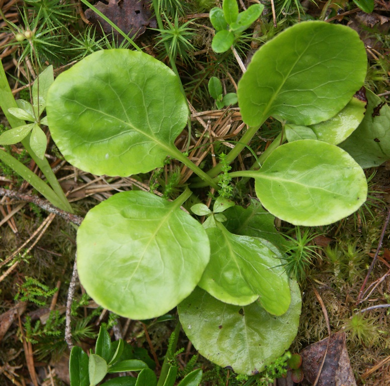 Image of Pyrola media specimen.