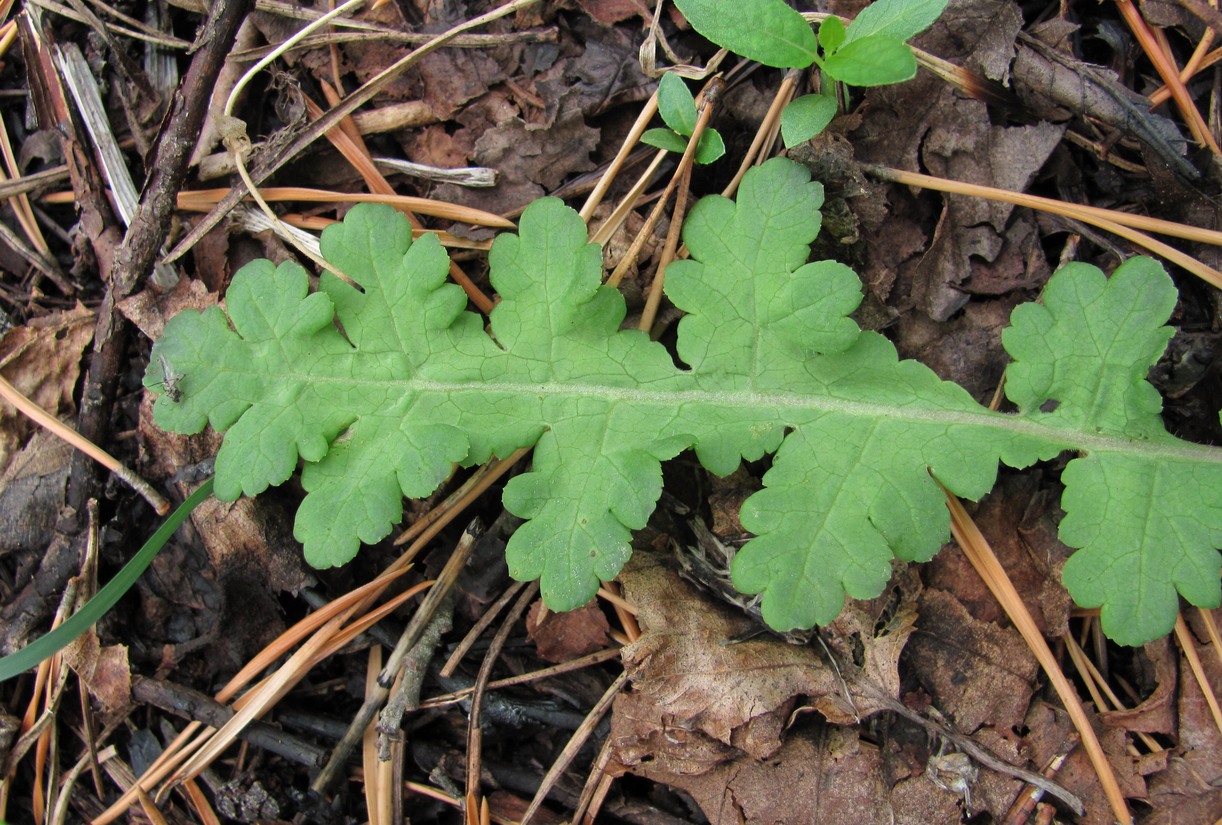 Image of Pedicularis sceptrum-carolinum specimen.