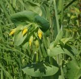 Cerinthe minor