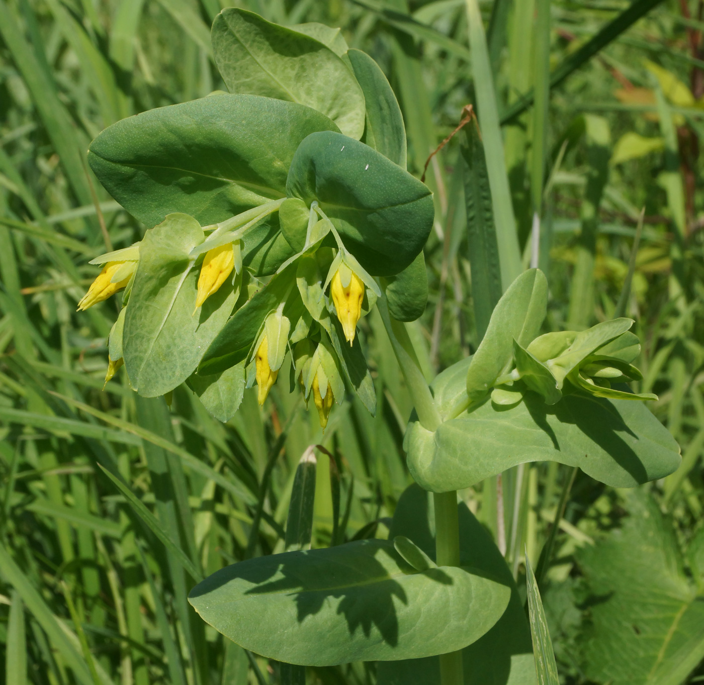 Изображение особи Cerinthe minor.