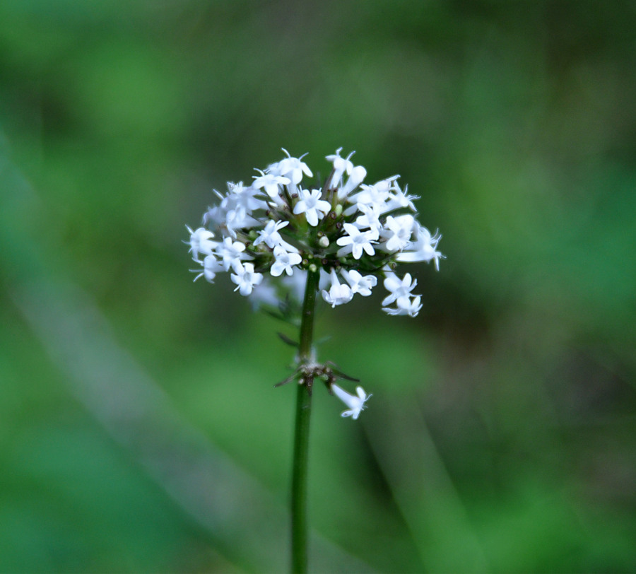 Изображение особи Valeriana altaica.