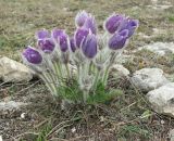 Pulsatilla taurica