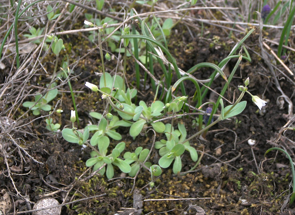 Image of Holosteum umbellatum specimen.