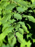 Spiraea chamaedryfolia