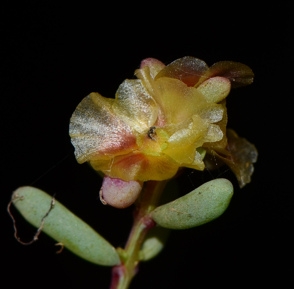 Изображение особи Salsola divaricata.