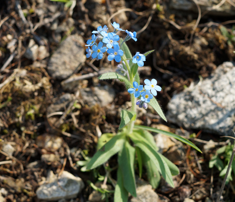 Изображение особи род Myosotis.