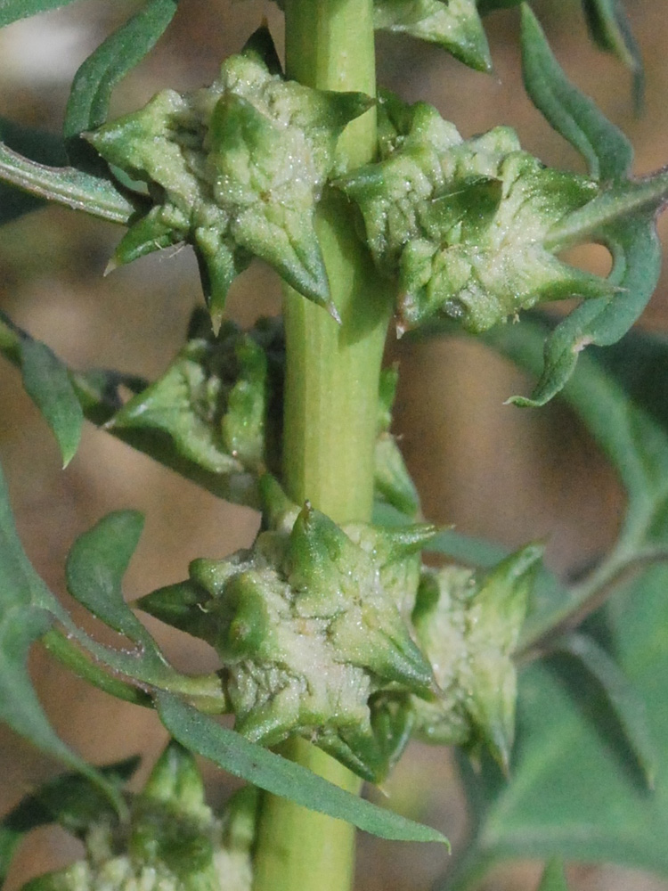 Image of Spinacia turkestanica specimen.