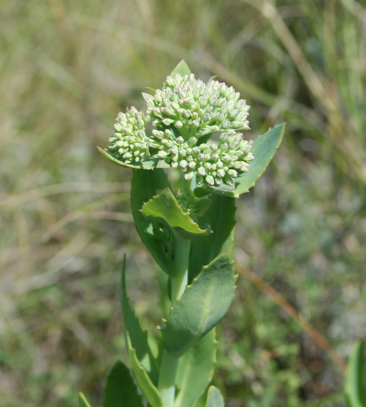 Изображение особи Hylotelephium triphyllum.
