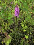 Dactylorhiza psychrophila