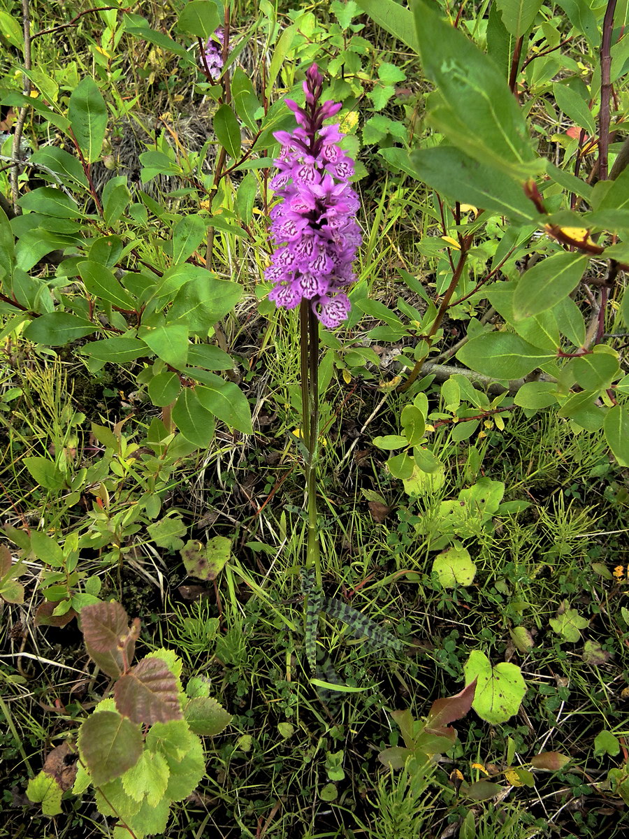 Image of Dactylorhiza psychrophila specimen.