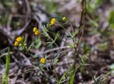 Ranunculus