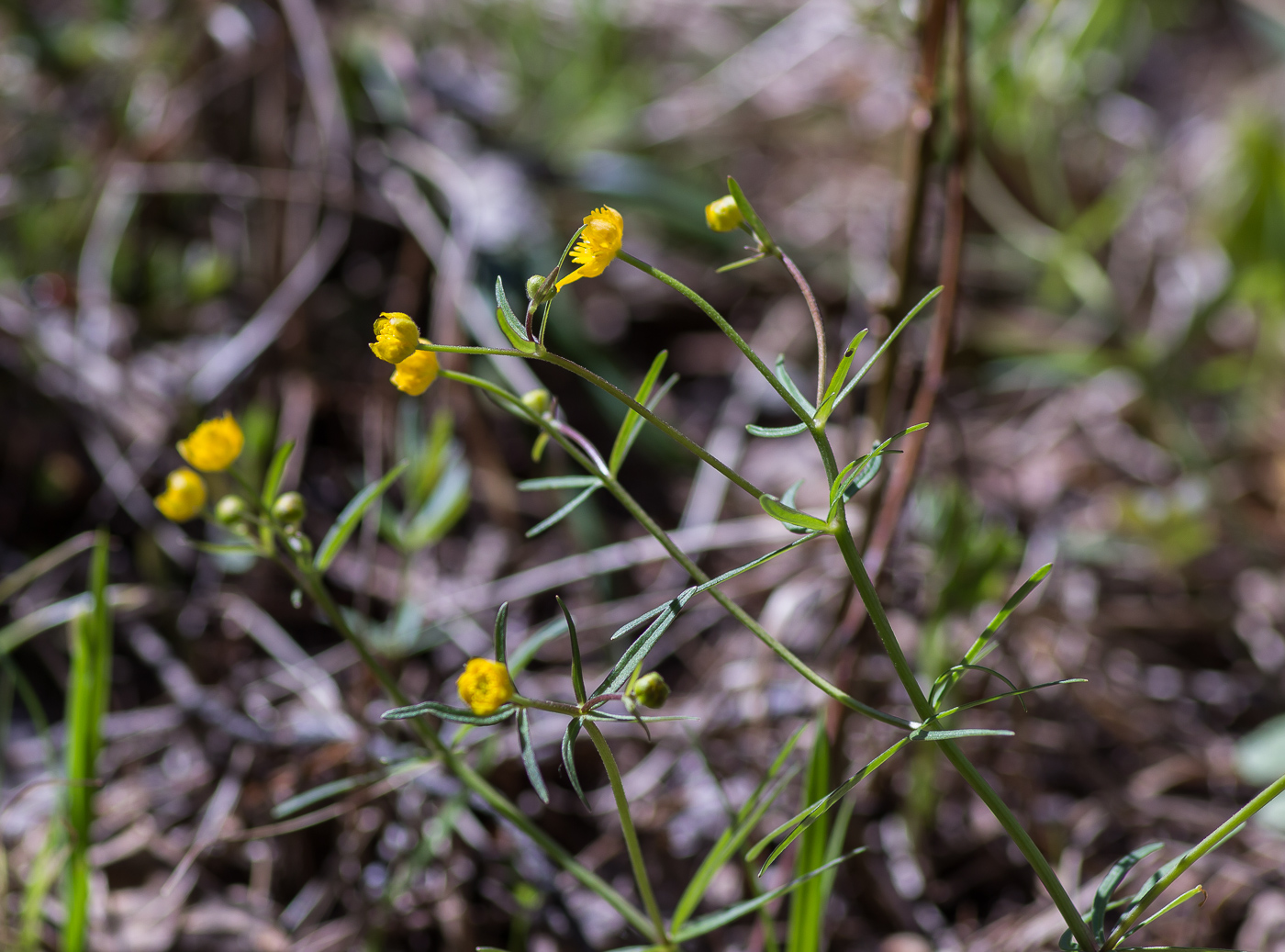 Image of genus Ranunculus specimen.