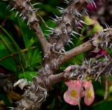 Euphorbia splendens