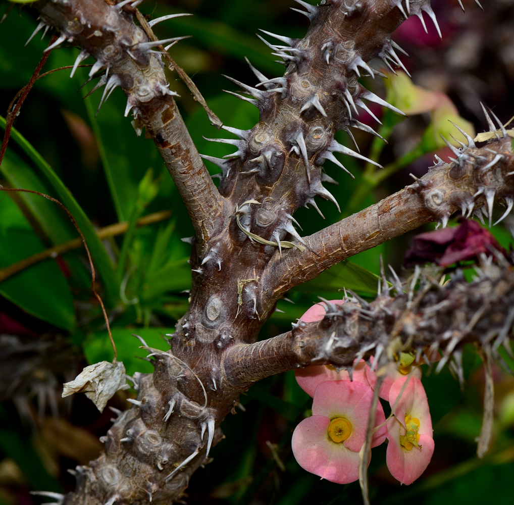 Image of Euphorbia splendens specimen.