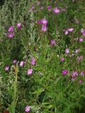 Epilobium hirsutum. Верхушка цветущего растения с завязавшимися плодами. Санкт-Петербург, пустырь. 31.07.2009.