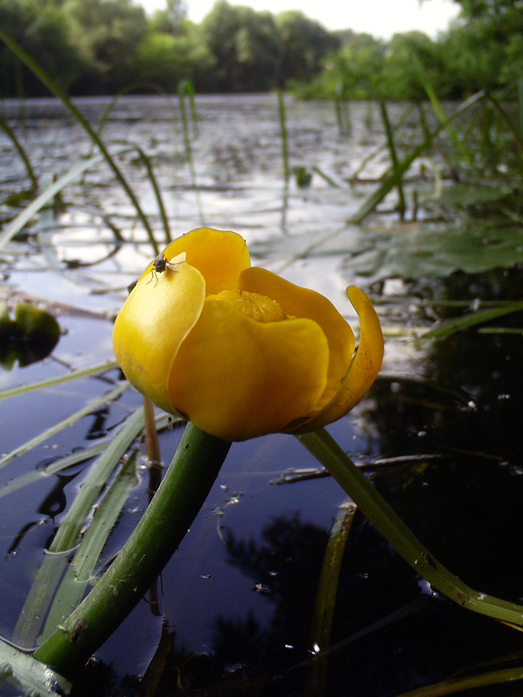 Image of Nuphar lutea specimen.