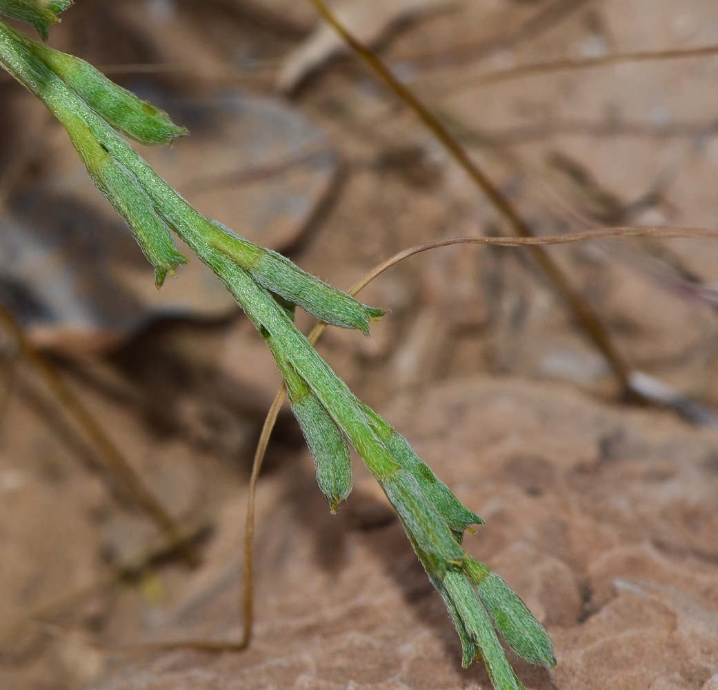 Image of Notoceras bicorne specimen.