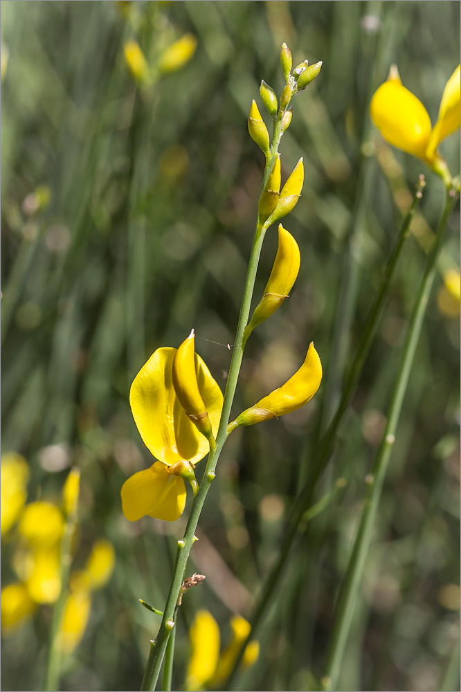 Image of Spartium junceum specimen.