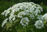 Heracleum dissectum