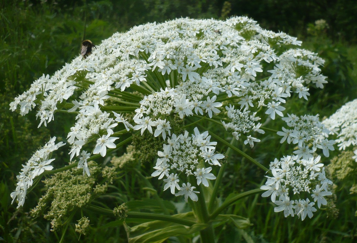 Image of Heracleum dissectum specimen.