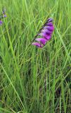 Gladiolus imbricatus