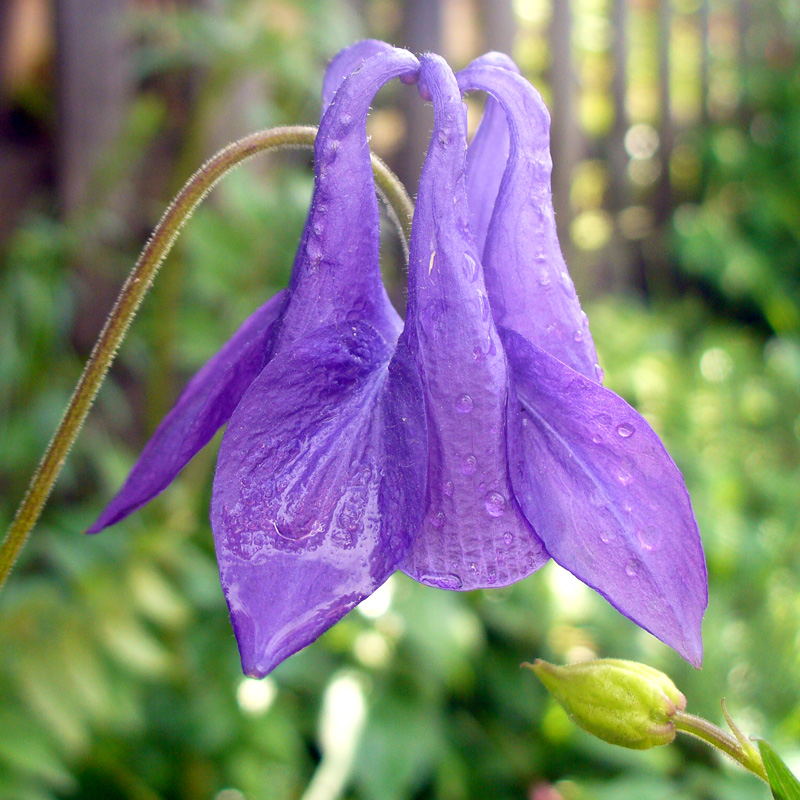 Изображение особи Aquilegia vulgaris.