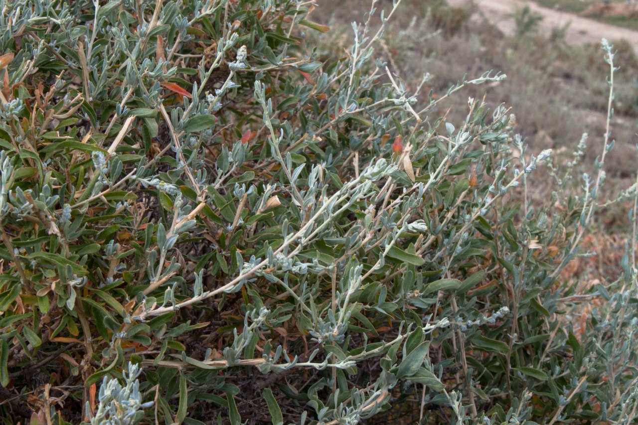 Image of Krascheninnikovia ceratoides specimen.