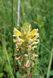 Pedicularis condensata