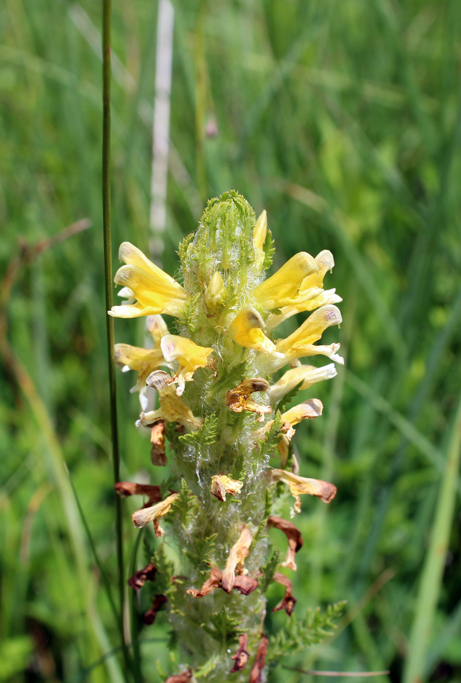 Изображение особи Pedicularis condensata.