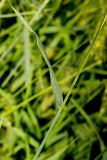 Elytrigia repens