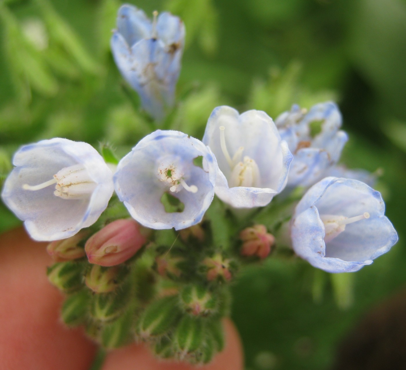 Image of Symphytum caucasicum specimen.