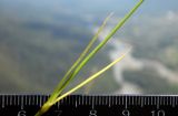 Dianthus fragrans