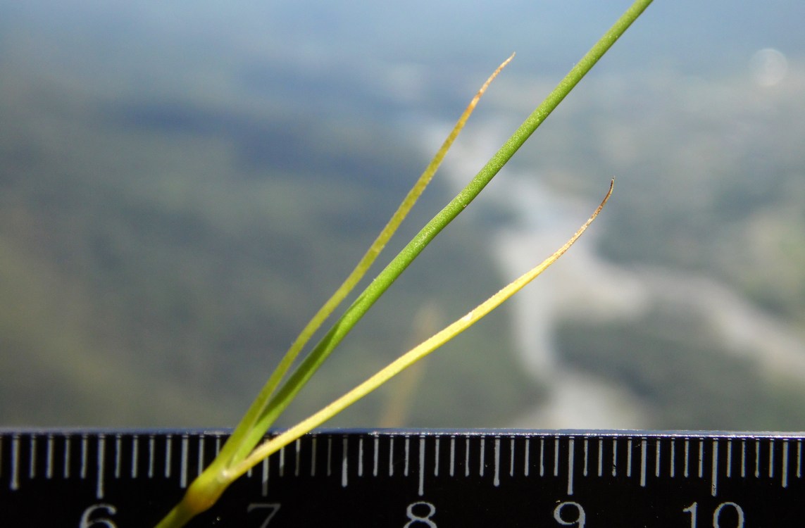 Image of Dianthus fragrans specimen.