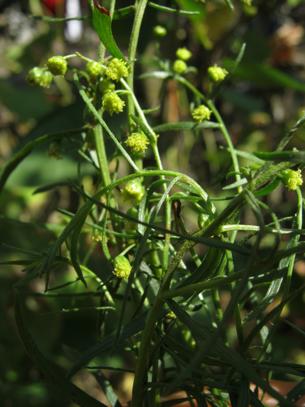 Image of Artemisia dracunculus specimen.