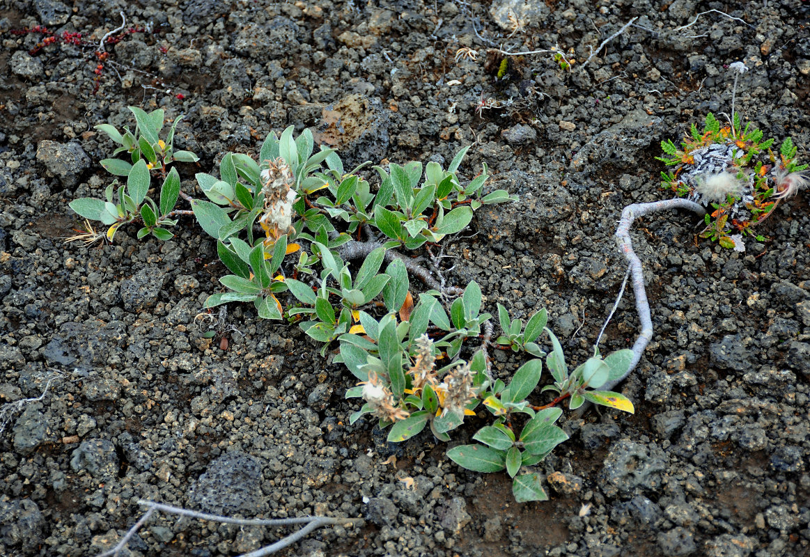 Image of Salix arctica specimen.