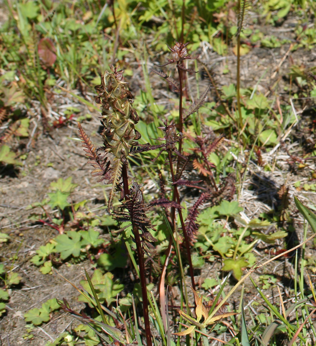 Image of Pedicularis compacta specimen.