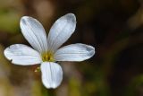 Parnassia laxmannii