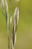 genus Helictotrichon. Колоски. Тянь-Шань, хр. Илейский Алатау, Большое Алмаатинское ущ., в нише скалы, вблизи озера. 12.06.2016.