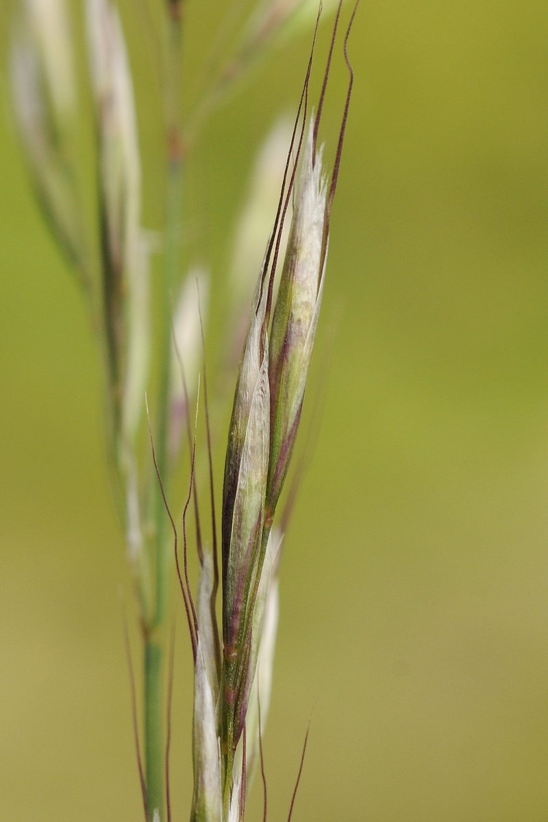 Image of genus Helictotrichon specimen.