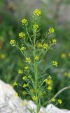 Erysimum cheiranthoides