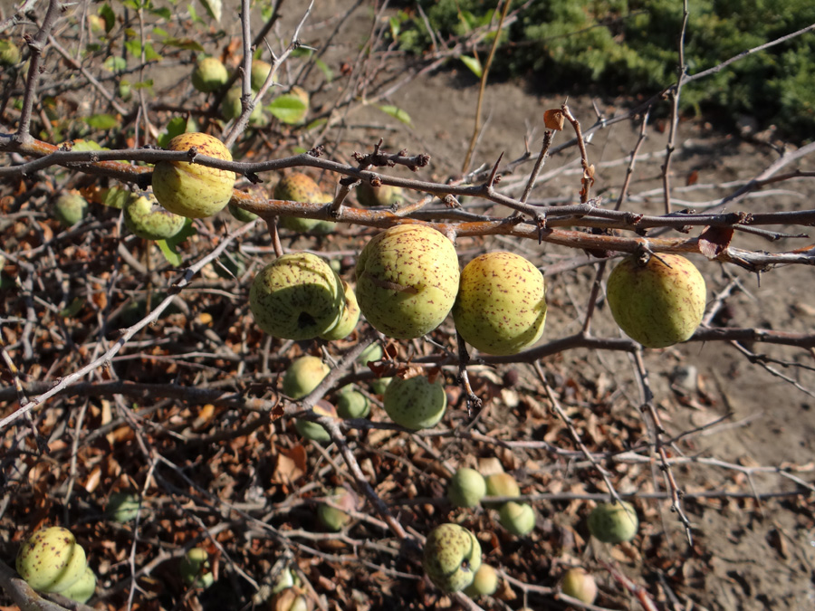 Image of Chaenomeles japonica specimen.