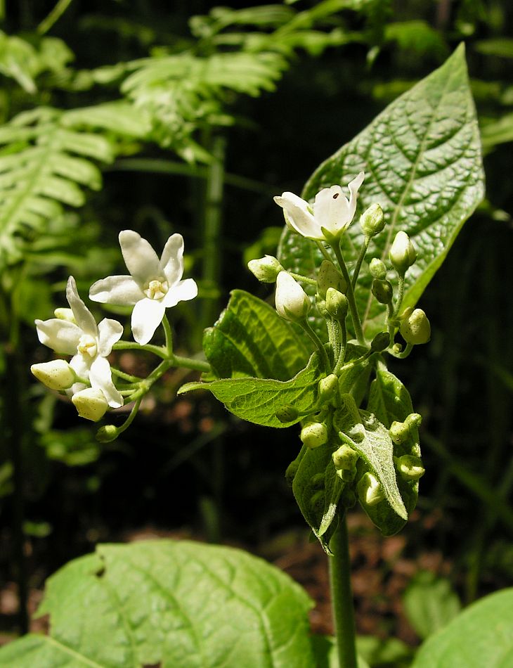 Изображение особи Vincetoxicum ascyrifolium.