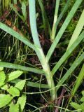 Allium condensatum
