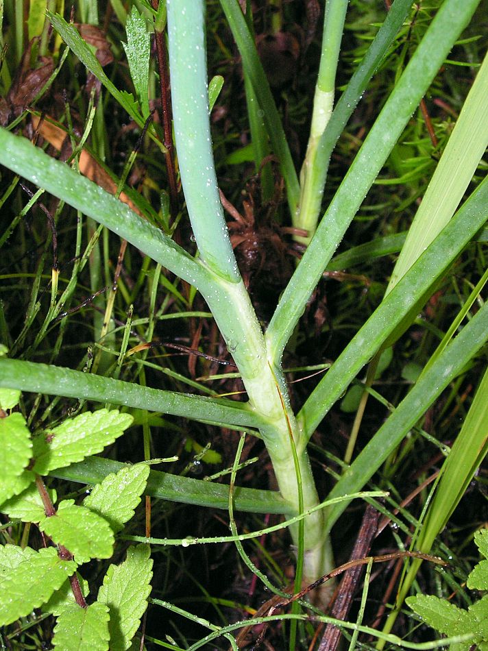 Image of Allium condensatum specimen.