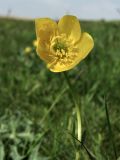 Ranunculus bulbosus. Верхушка цветущего растения. Нидерланды, Северное море, о-в Схирмонниког, луг на приморской дамбе. 24 мая 2010 г.