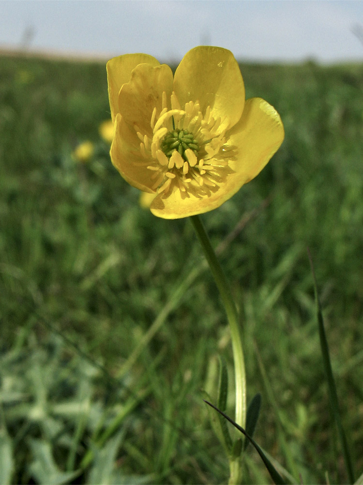 Изображение особи Ranunculus bulbosus.