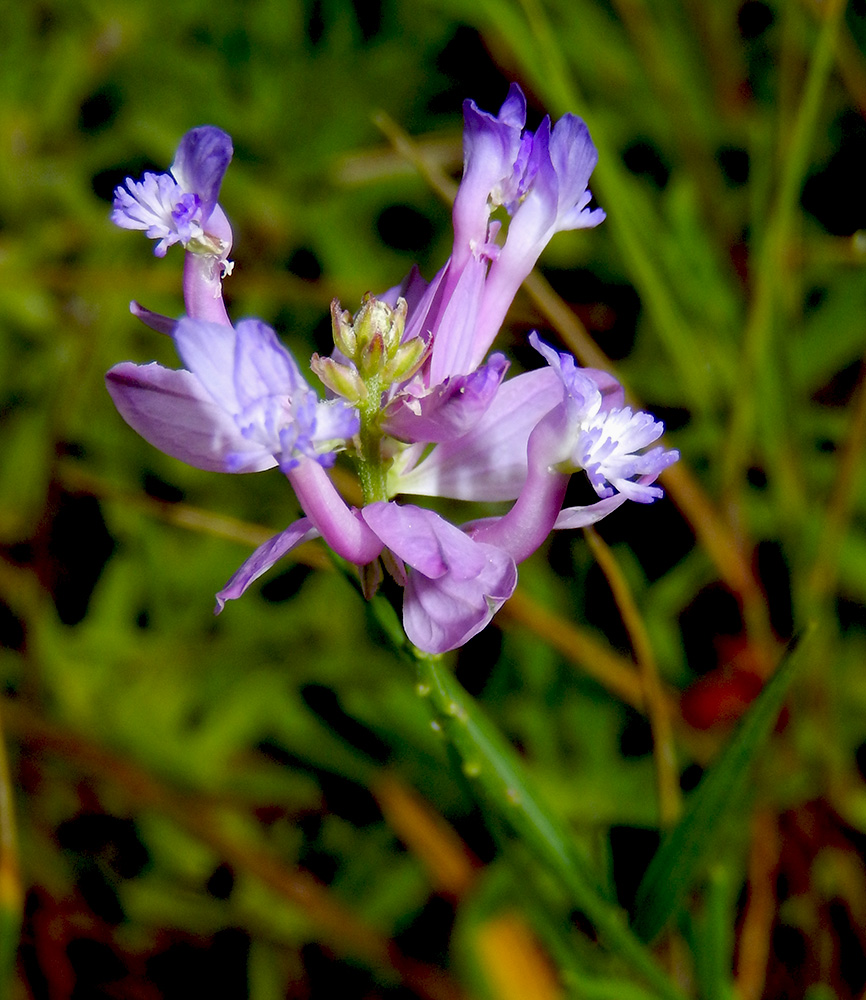 Image of Polygala major specimen.