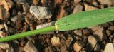 Elymus excelsus
